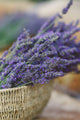 Lavender for Retailers