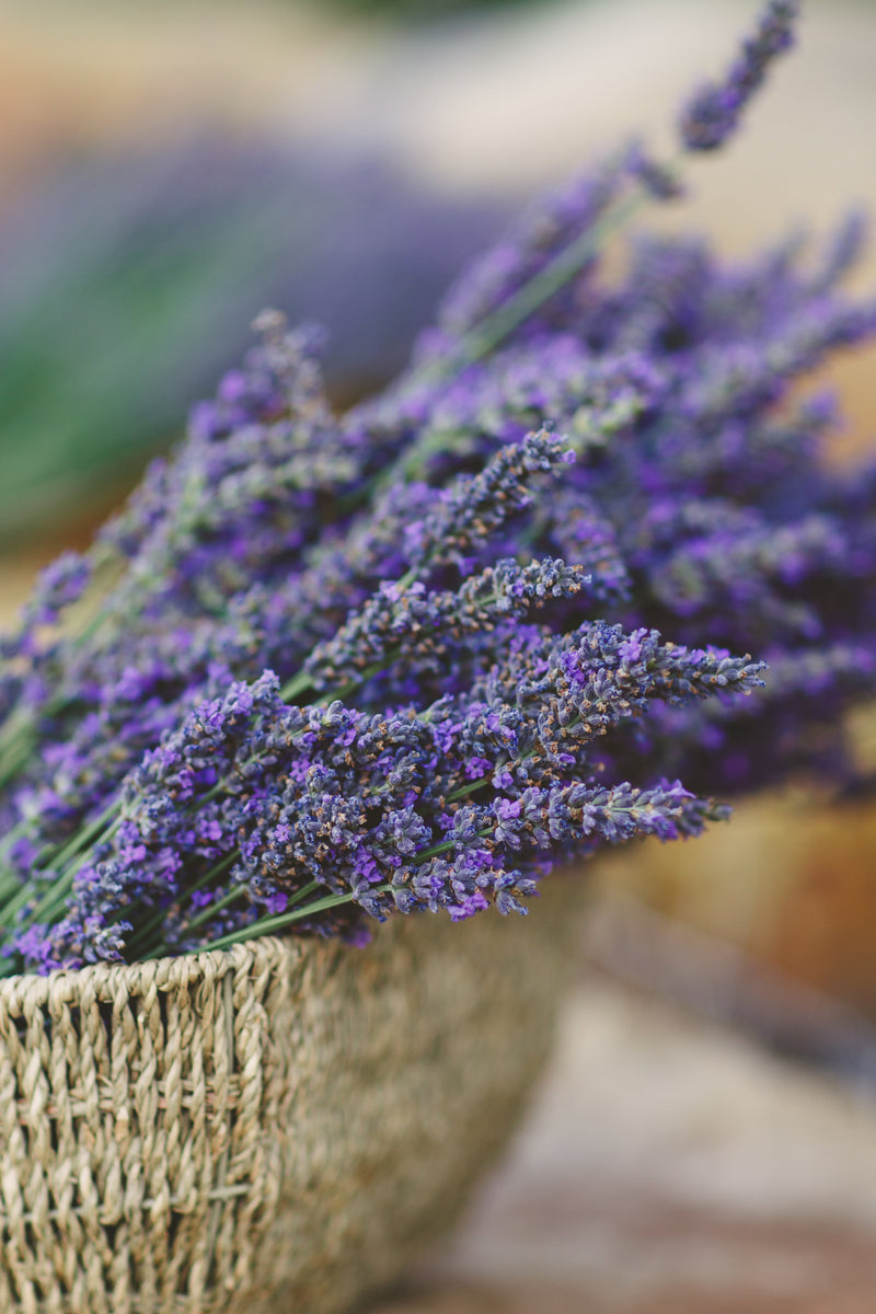 Lavender for Retailers
